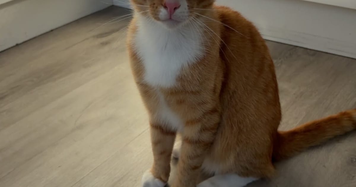 Heb jij Tristan, Dio of Simba gezien? Deze drie huisdieren worden in Heemskerk vermist