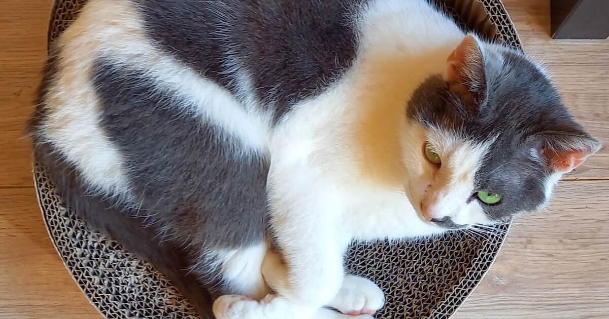 Heb jij Kenzo, Ivy of Yari gezien? Deze vijf huisdieren worden in Vlissingen vermist