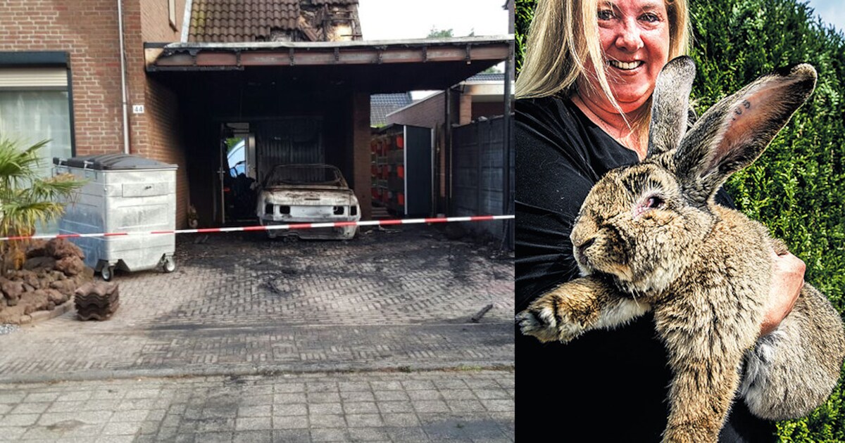 Aanval op reuze Rambo zet konijnenwereld op zijn kop