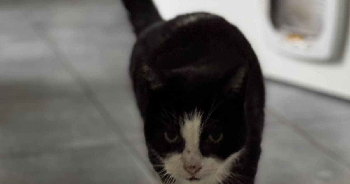 Heb jij Bobbie, Olivier of Jelle gezien? Deze drie huisdieren worden in Assen vermist