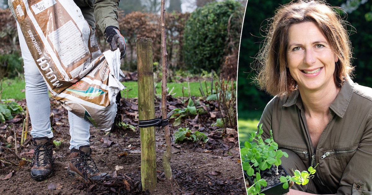 Mulch, hoger maaien én slim gieten: zo voorkom je tuinschade door de droogte