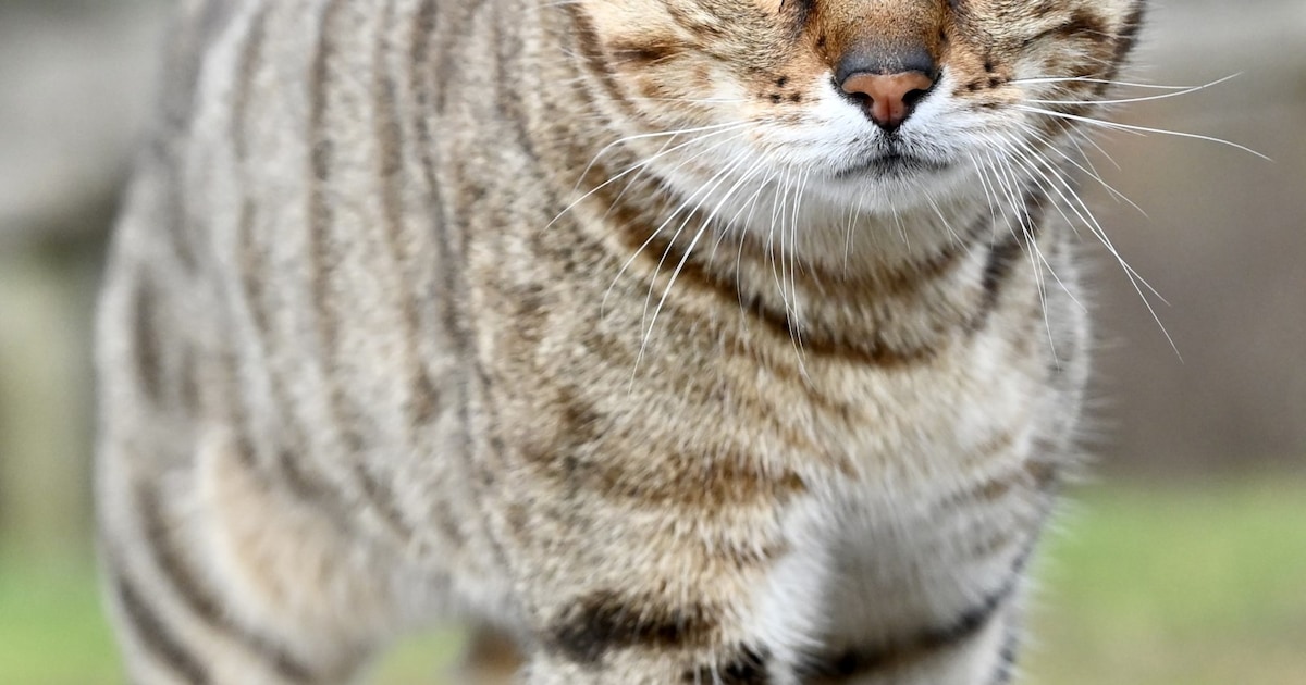 Heb jij Zilla of Binck gezien? Deze twee huisdieren worden in Tytsjerksteradiel vermist