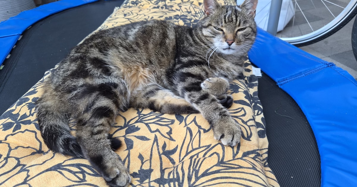 Heb jij John gezien? Dit huisdier wordt in Brunssum vermist