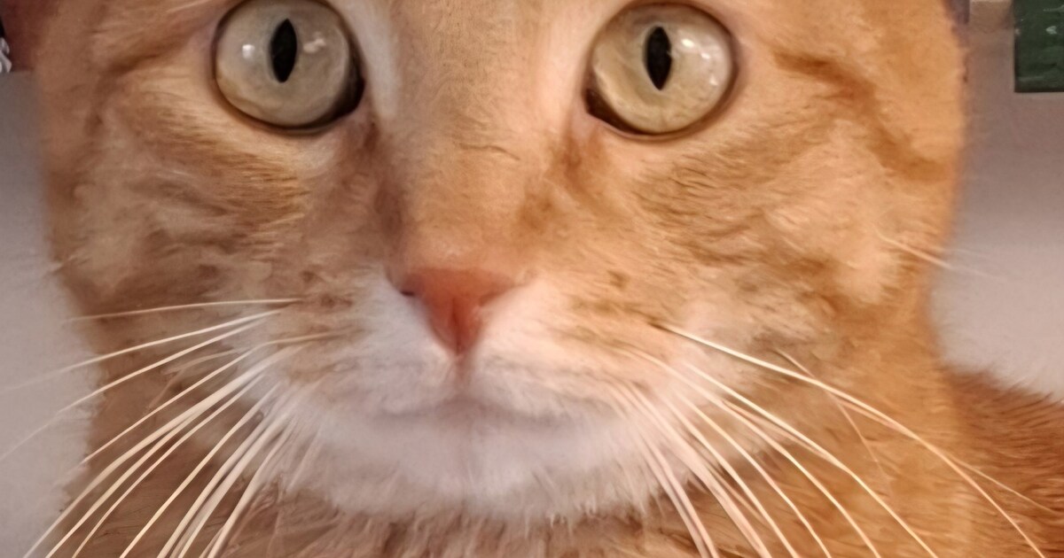 Heb jij Boris of Sunny gezien? Deze twee huisdieren worden in Geldrop-Mierlo vermist