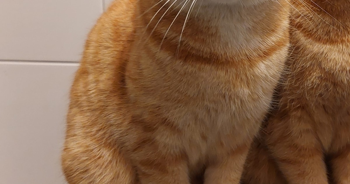 Heb jij Mickey of Basje gezien? Deze twee huisdieren worden in Coevorden vermist