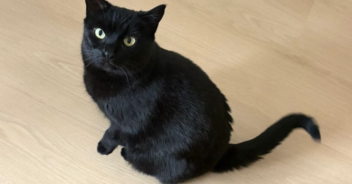 Heb jij Sjaak of Lizzy gezien? Deze twee huisdieren worden in Hilversum vermist