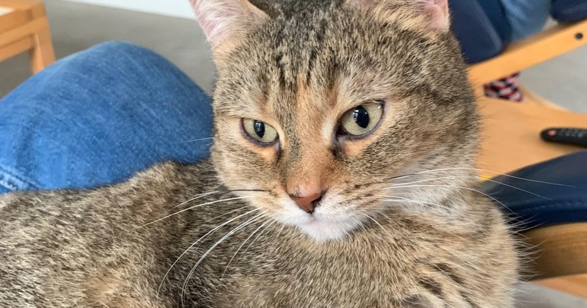 Heb jij Spinner gezien? Dit huisdier wordt in Hof van Twente vermist