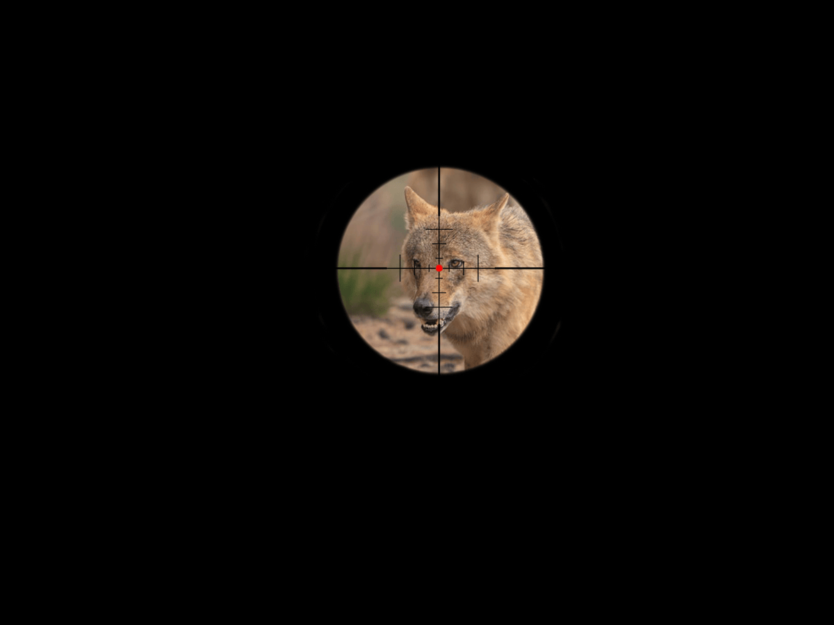Jacht op wolf Bram verliep in diepste geheim en cruciale info komt pas maanden later boven tafel