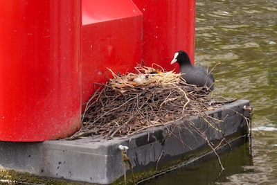 Jonge meerkoet herenigd met moeder na reddingsactie van brandweer