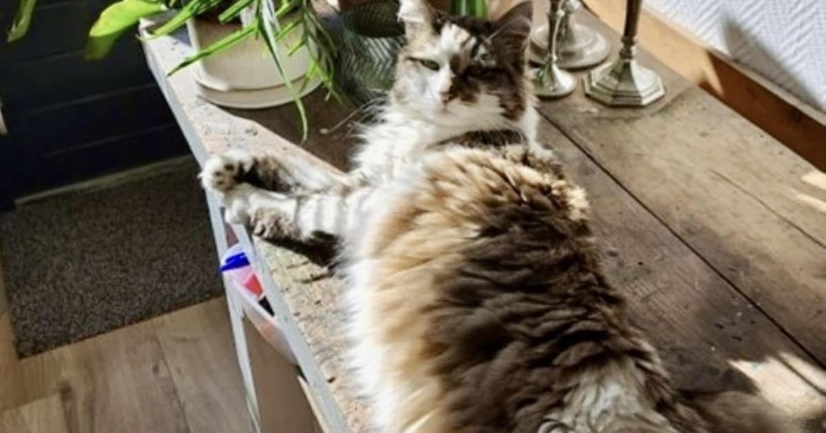 Heb jij Truike gezien? Dit huisdier wordt in Eijsden-Margraten vermist