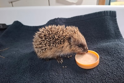 Egeltje in de tuin: deze Delftse stichting helpt egels aan een thuis