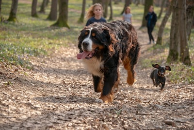 94 euro belasting per hond, maar afvalbakken ontbreken op veel plekken