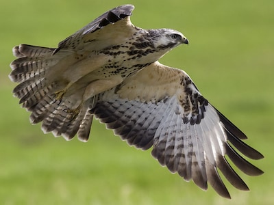 Vroege vogelwandeling bij Natuurcentrum De Ginkel in Ede