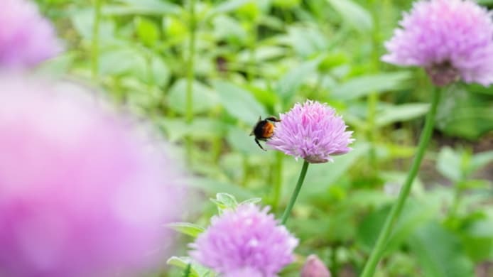 Eveliens eigen tuin