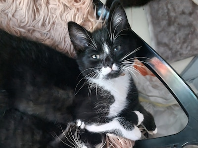 Heb jij Louis gezien? Dit huisdier wordt in Wijchen vermist