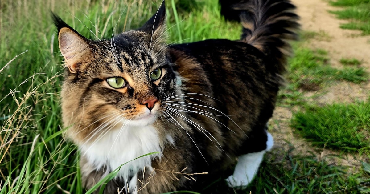 Heb jij Sheldon of Tate gezien? Deze twee huisdieren worden in Wierden vermist