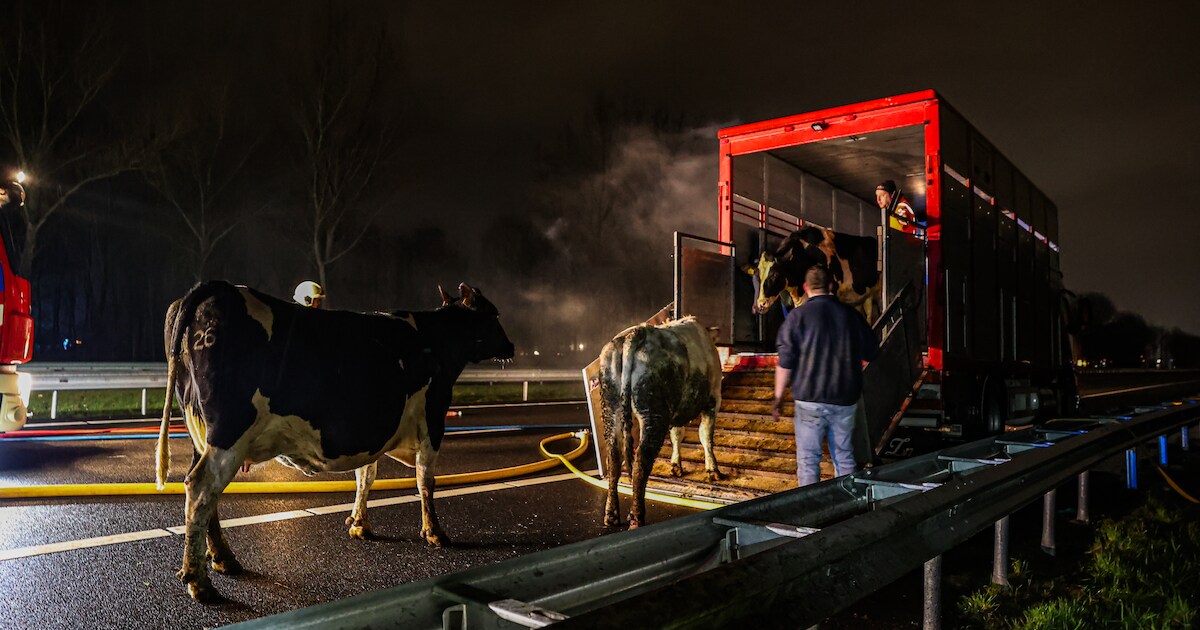 Koeien in brandende vrachtwagen op A7 bij Oudehaske