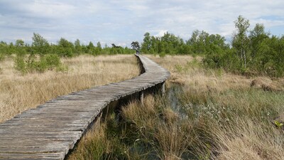 Bluegrass, folk en americana op Peelpodium