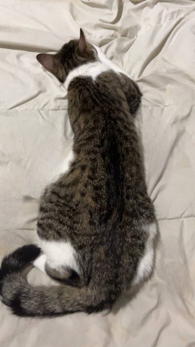 Heb jij Loesje of Cairo gezien? Deze twee huisdieren worden in Zwolle vermist