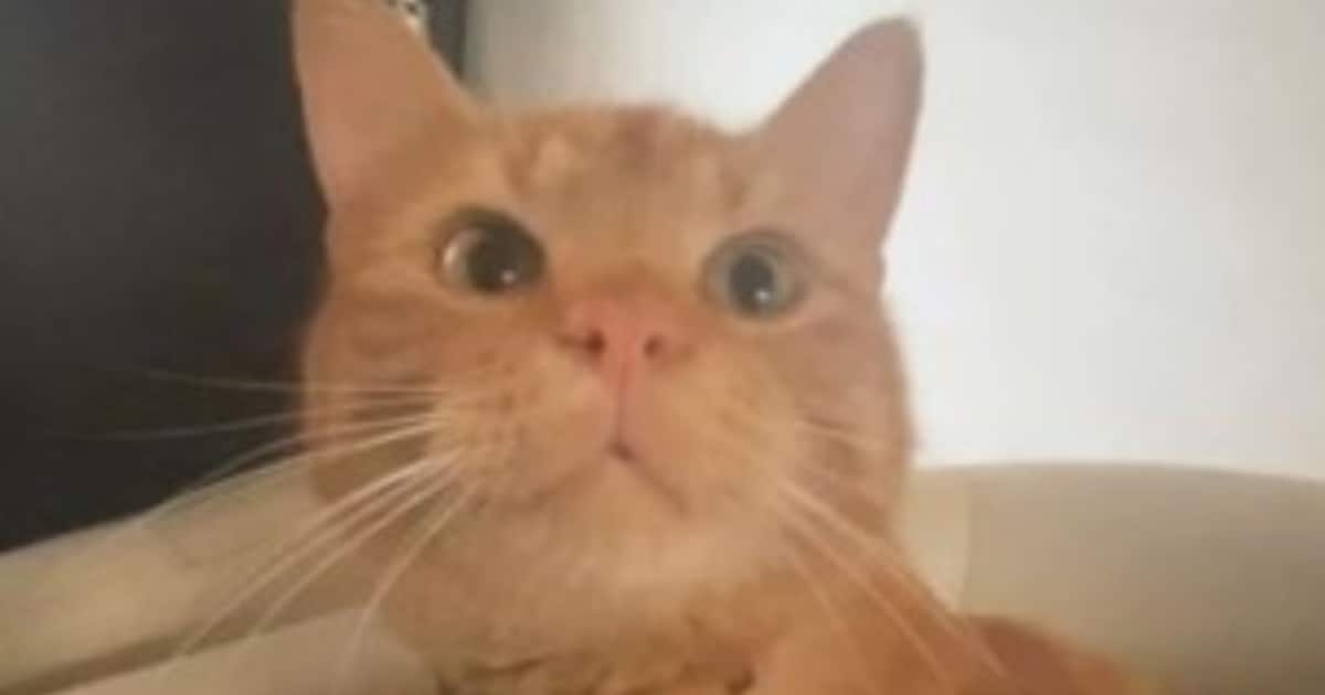 Heb jij Simba of Pluisje gezien? Deze twee huisdieren worden in Maastricht vermist