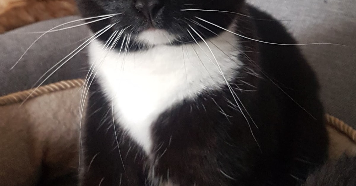Heb jij Xavi gezien? Dit huisdier wordt in Castricum vermist