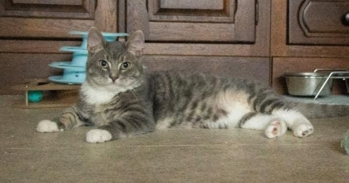 Heb jij Tijger, Coco of Roxy gezien? Deze vier huisdieren worden in Vlissingen vermist