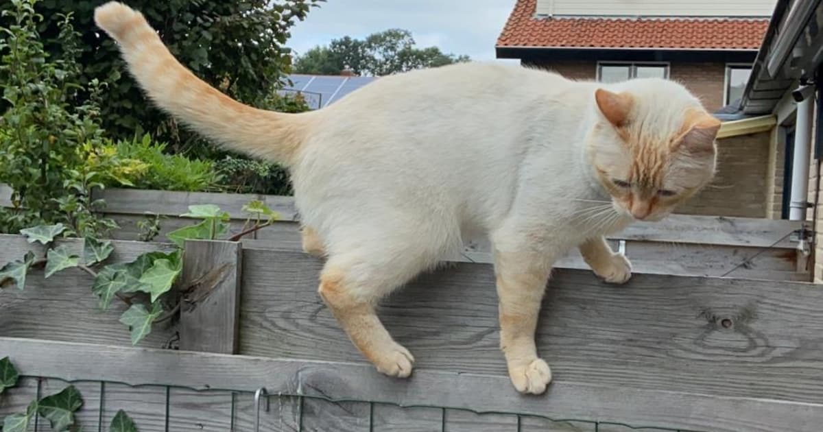 Heb jij Kees of Mathis gezien? Deze twee huisdieren worden in Leusden vermist