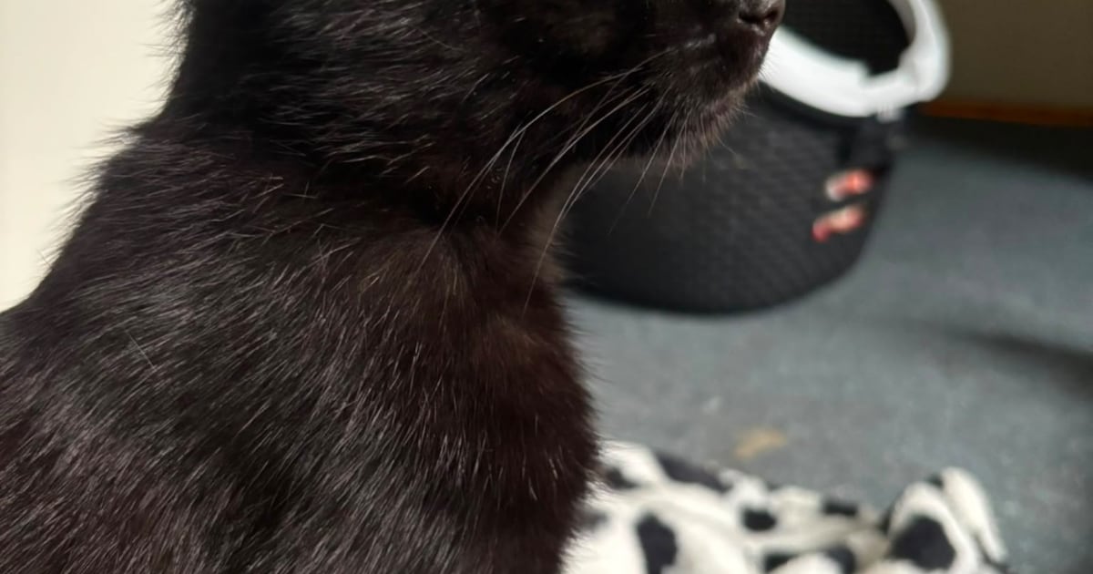 Heb jij Saartje of Lily gezien? Deze twee huisdieren worden in Zwijndrecht vermist