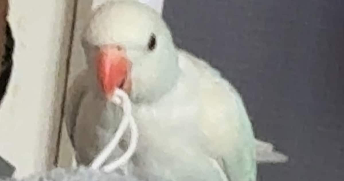 Heb jij Snowy gezien? Dit huisdier wordt in Krimpen aan den IJssel vermist