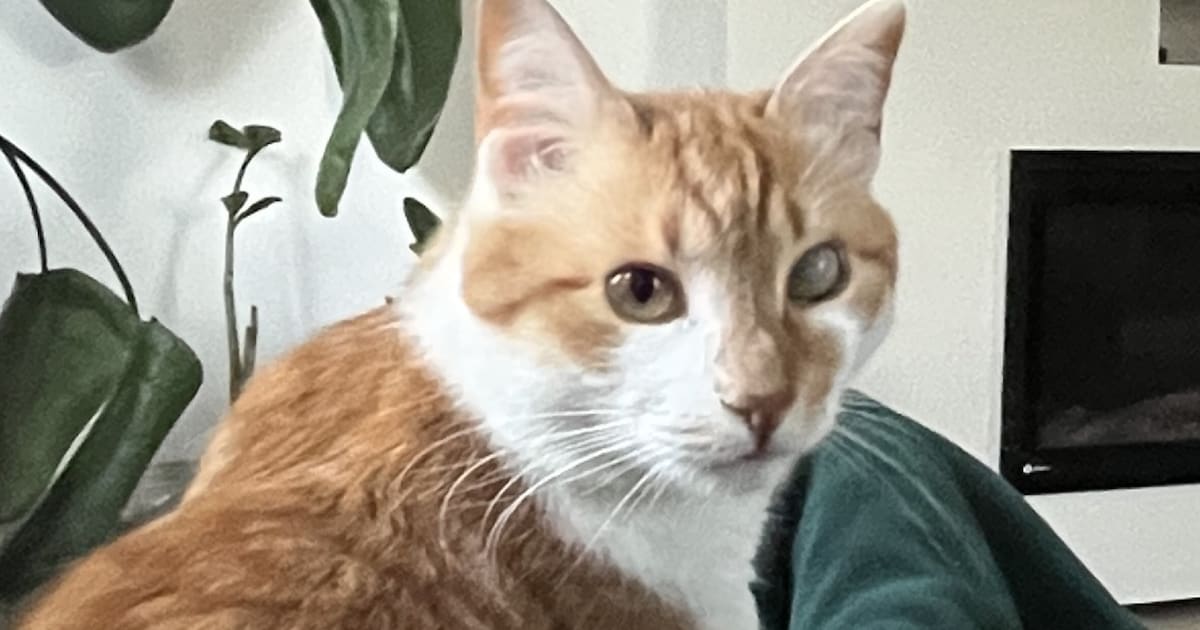 Heb jij Garfield of Angel gezien? Deze twee huisdieren worden in Barendrecht vermist