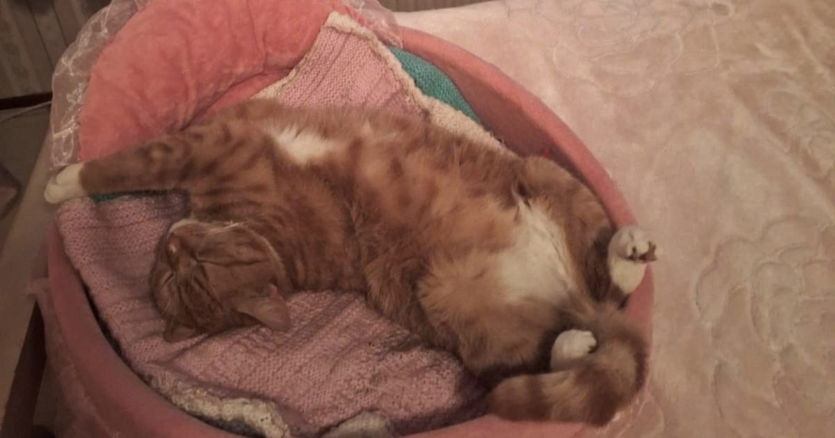 Heb jij Otje of Ody gezien? Deze twee huisdieren worden in Diemen vermist