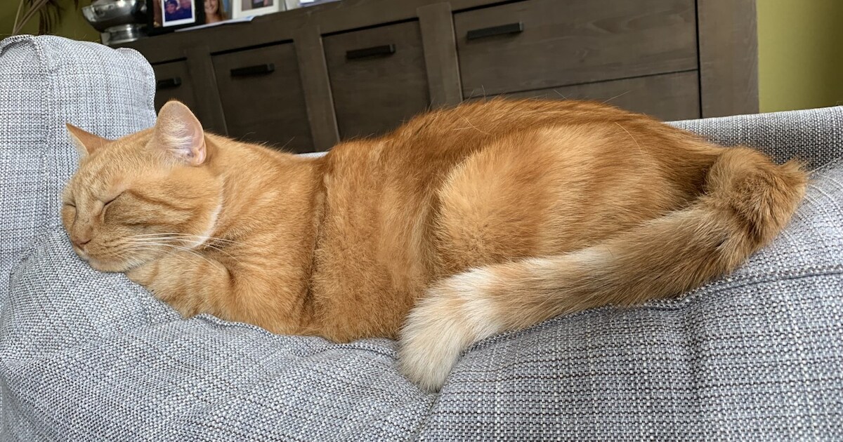 Heb jij Barney, Casper of Lola gezien? Deze vijf huisdieren worden in Ridderkerk vermist