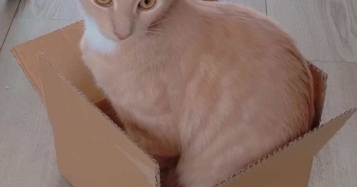 Heb jij Chalwa gezien? Dit huisdier wordt in Stede Broec vermist