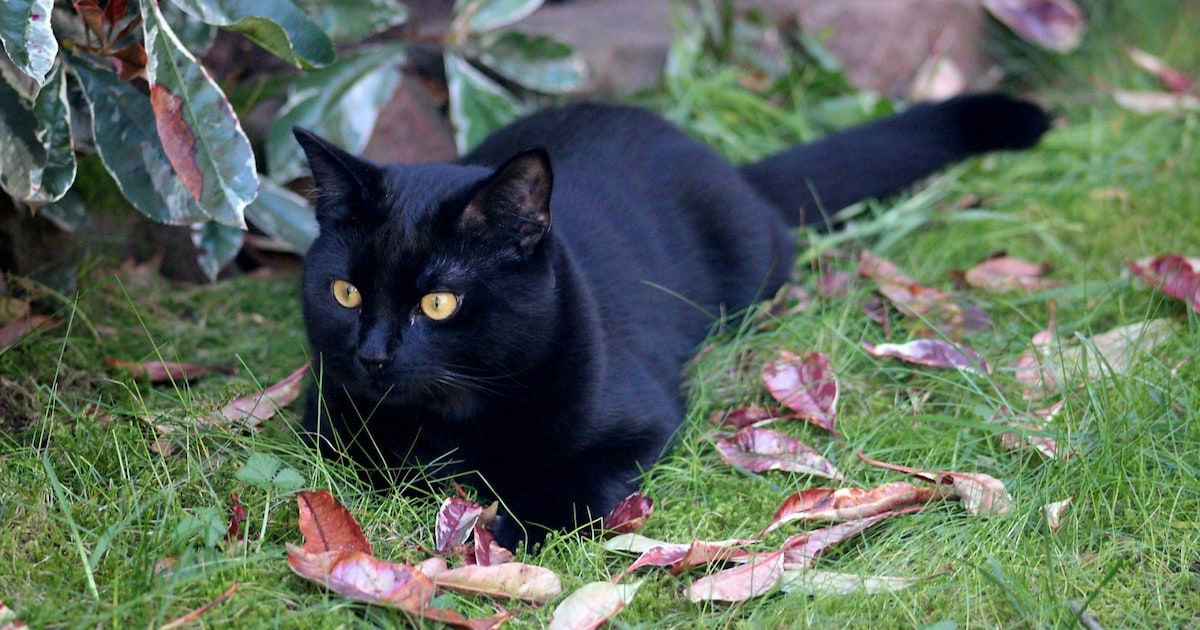 Heb jij Teddy gezien? Dit huisdier wordt in Blaricum vermist