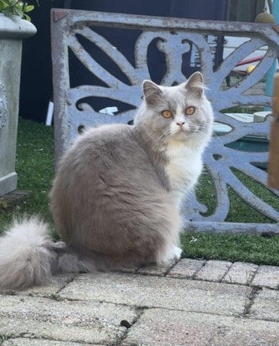 Have you seen Macho, Flip or Biscuit? These eight pets are missing in Haarlem