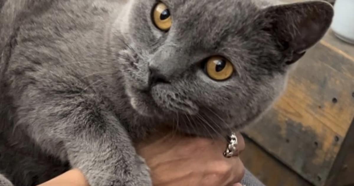 Heb jij Mish mish, Opie of Saar gezien? Deze drie huisdieren worden in Oosterhout vermist