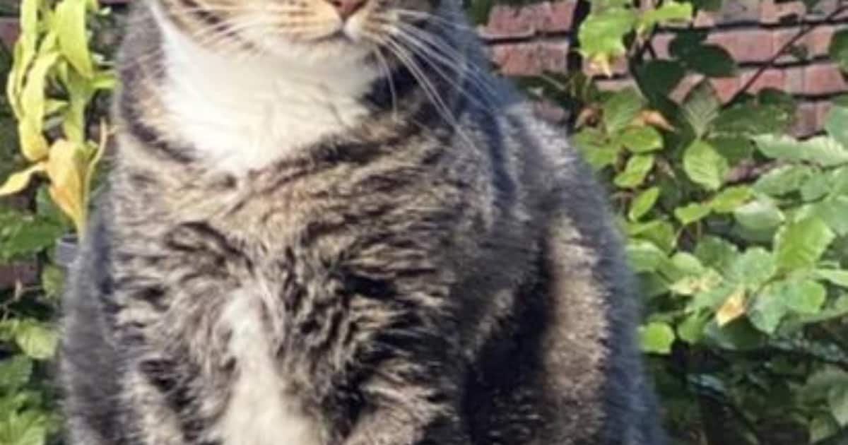 Heb jij BlackPanther of Jazz gezien? Deze twee huisdieren worden in Nieuwegein vermist