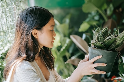 Gek op groen? Deze plantenmarkt is binnenkort in Eindhoven
