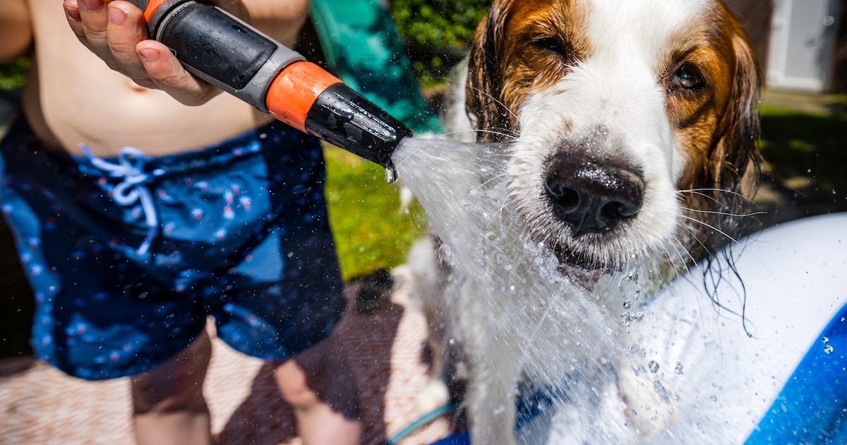 Gemeente Alphen aan den Rijn waarschuwt voor honden in hete auto's