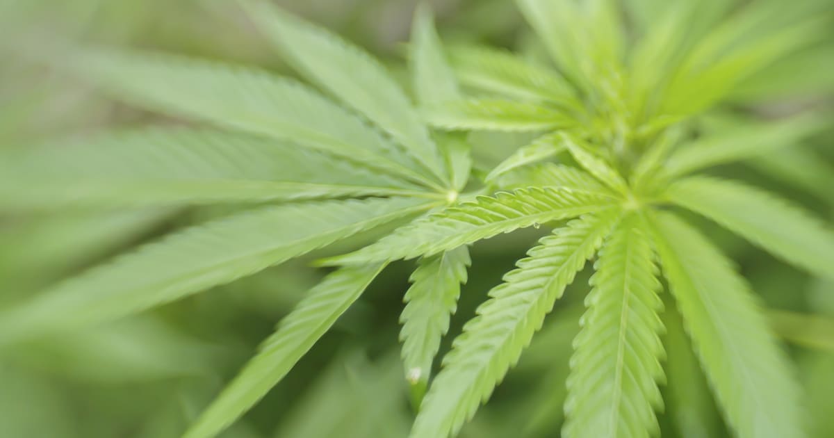 Pand in Breskens gesloten na vondst hennepkwekerij