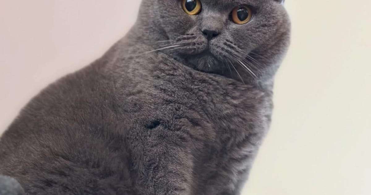 Heb jij Wednesday of Simba gezien? Deze twee huisdieren worden in Uithoorn vermist