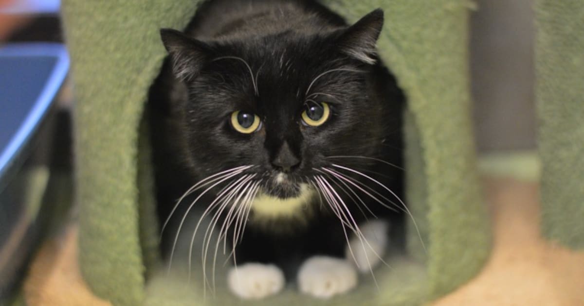 Adoptiemiddag voor katten in dierenasiel Born