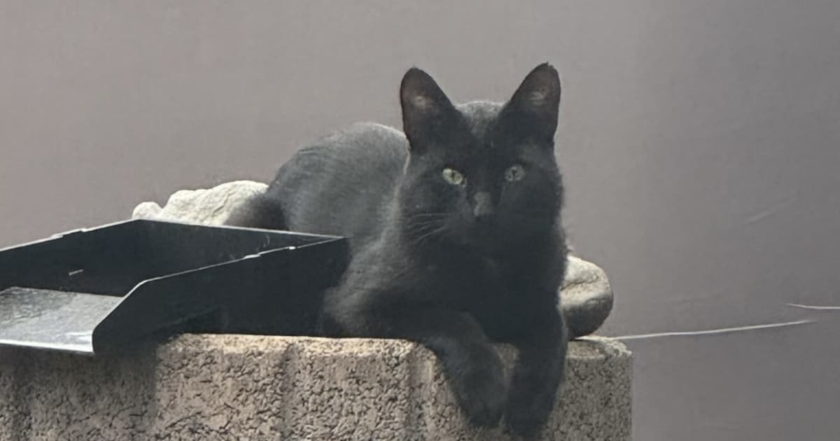 Heb jij Simba gezien? Dit huisdier wordt in Echt-Susteren vermist