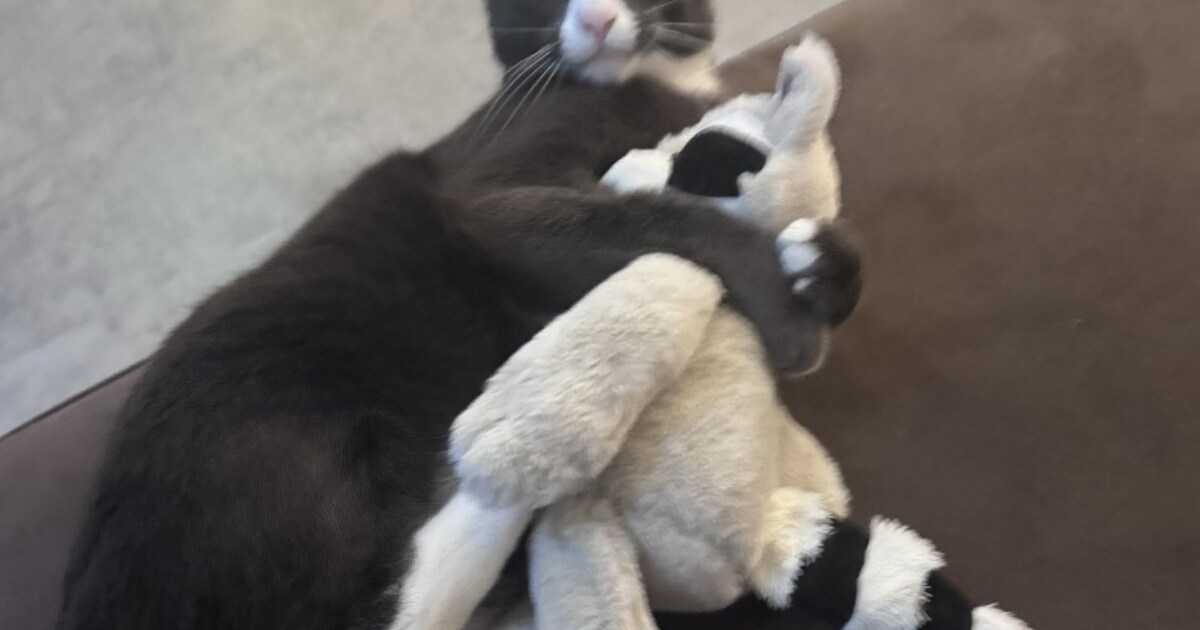 Heb jij Stitch gezien? Dit huisdier wordt in Halderberge vermist