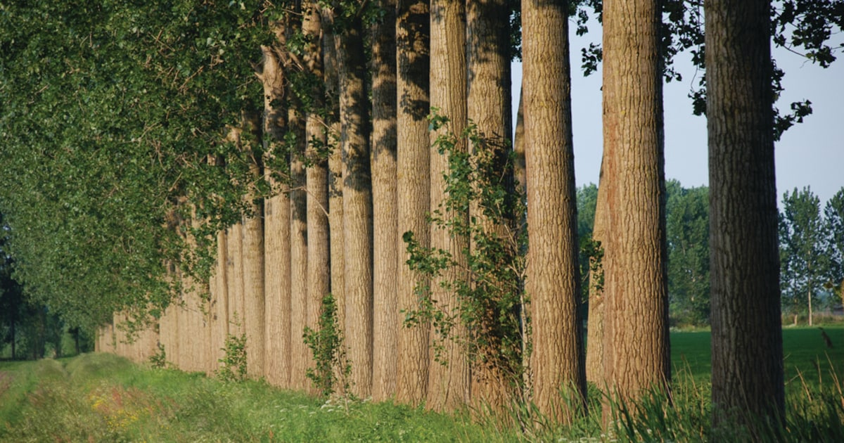 Populierenwerkgroep plant bomen in Het Groene Woud