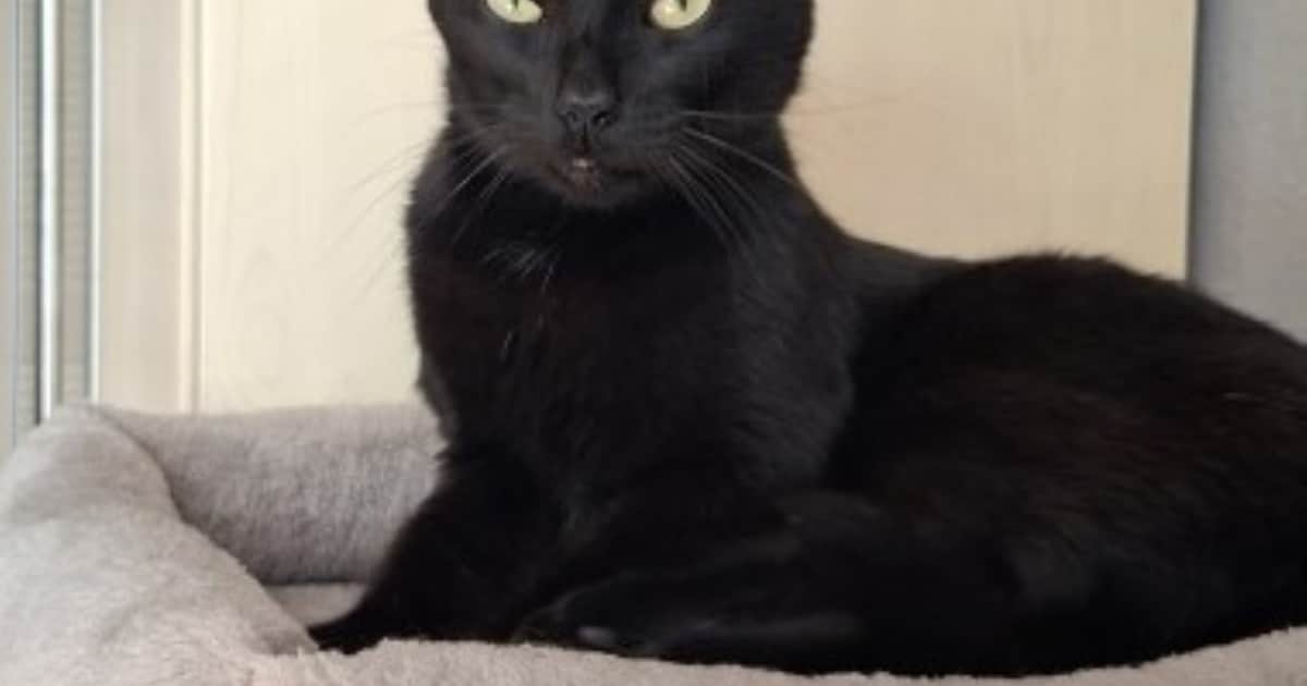 Heb jij Felix gezien? Dit huisdier wordt in Zwijndrecht vermist