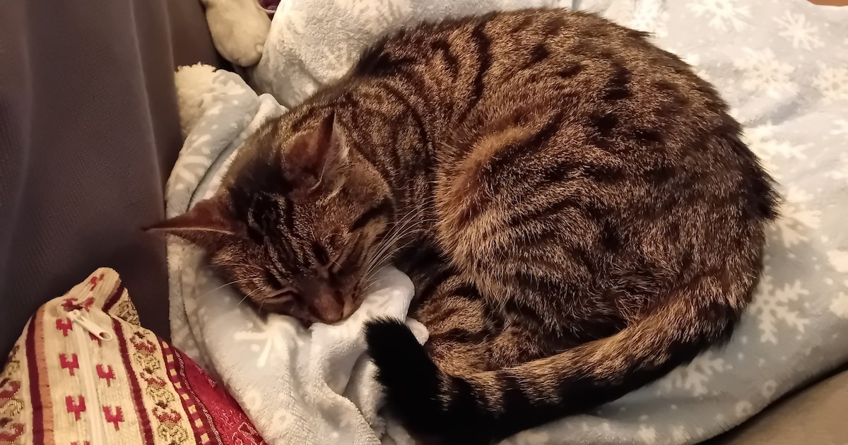 Heb jij Loesje gezien? Dit huisdier wordt in Lopik vermist