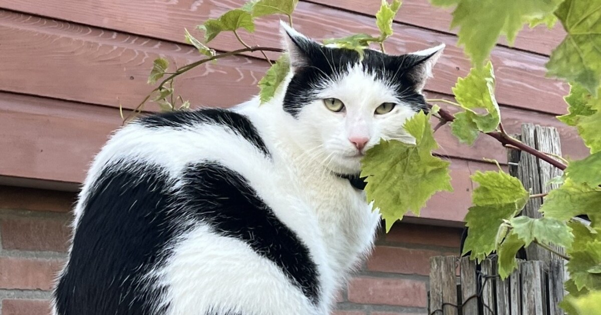 Heb jij Lucky gezien? Dit huisdier wordt in Oostzaan vermist