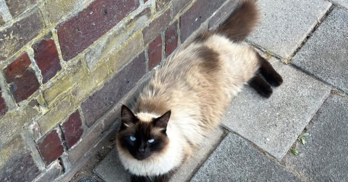 Heb jij Twister, Chanel of Mini gezien? Deze vijf huisdieren worden in Dordrecht vermist