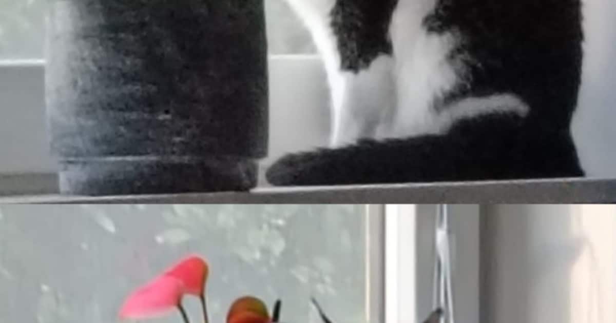 Heb jij Toby of Mika gezien? Deze twee huisdieren worden in Pekela vermist